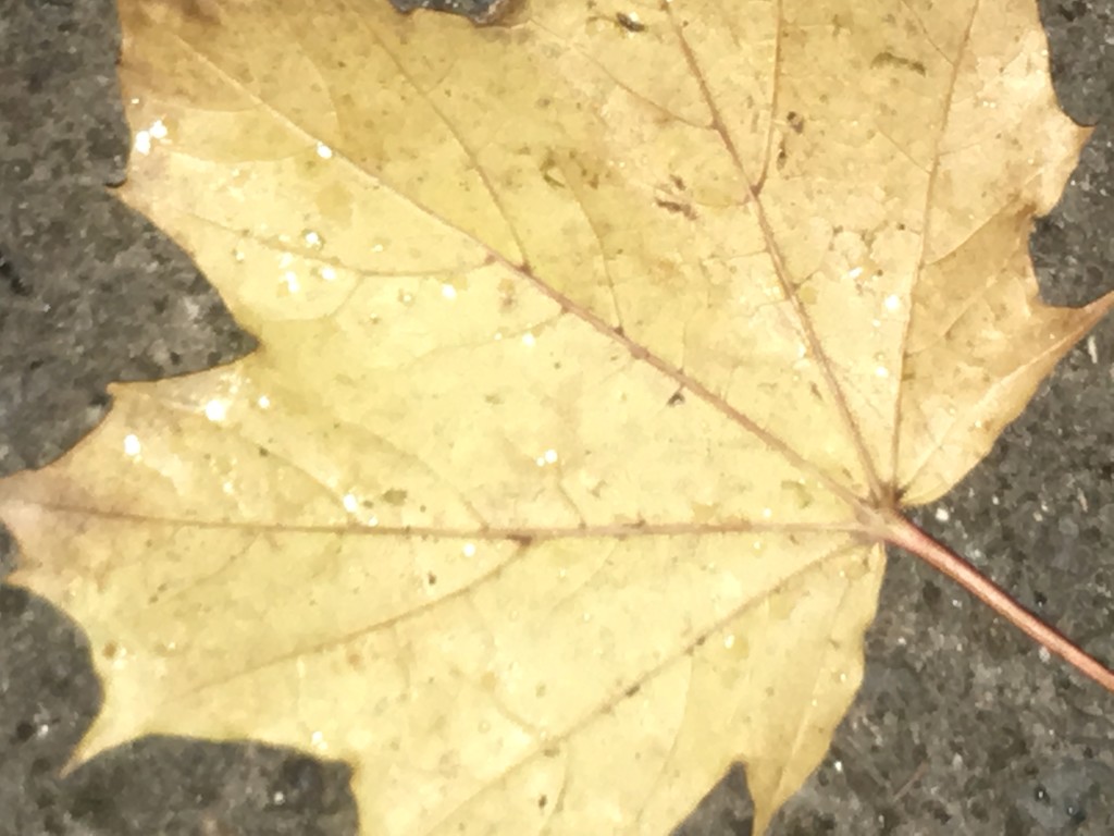 Autumn Leaf  by cataylor41