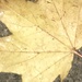 Autumn Leaf  by cataylor41