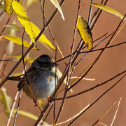 24th Oct 2019 - Lincoln's sparrow 