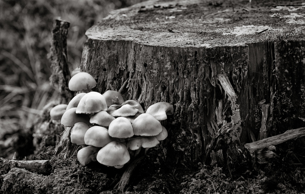 Tree Stump and Fungi by vignouse