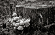 24th Oct 2019 - Tree Stump and Fungi