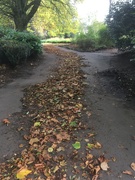 24th Oct 2019 - Leafy path
