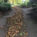 Leafy path by hannahbeth