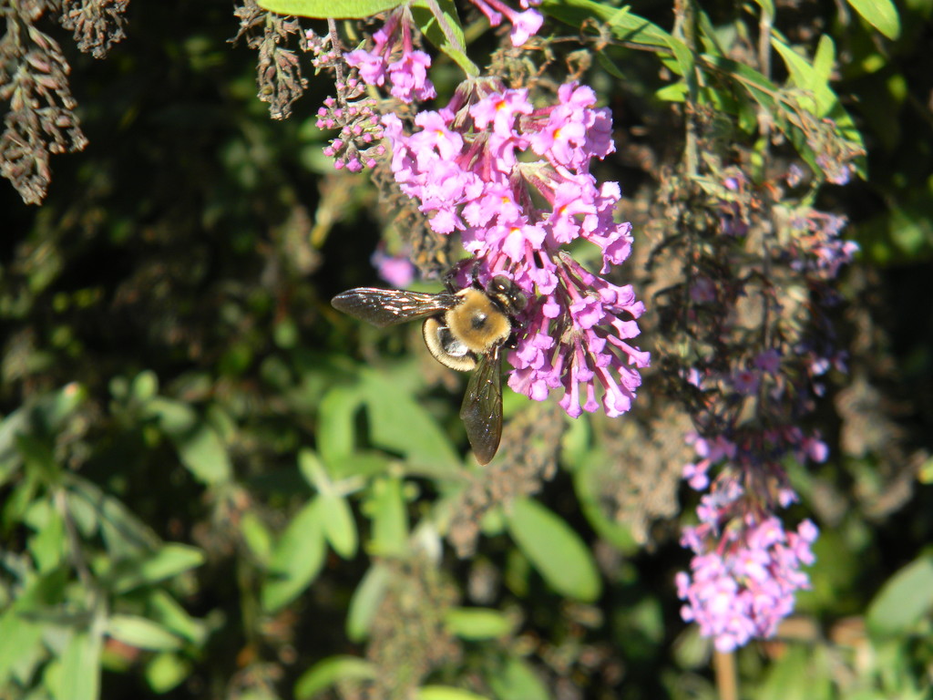 Bee on Purple Flower  by sfeldphotos