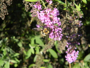 24th Oct 2019 - Bee on Purple Flower 
