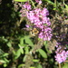 Bee on Purple Flower  by sfeldphotos