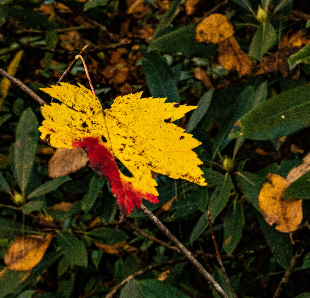 Turning leaf by randystreat