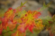 24th Oct 2019 - Maple Leaves turning Red 