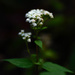 Snakeroot by mzzhope