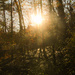 Forest Sundown  by mzzhope