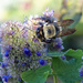 Carpenter Bee by homeschoolmom