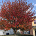 Autumn has arrived at my house! by homeschoolmom