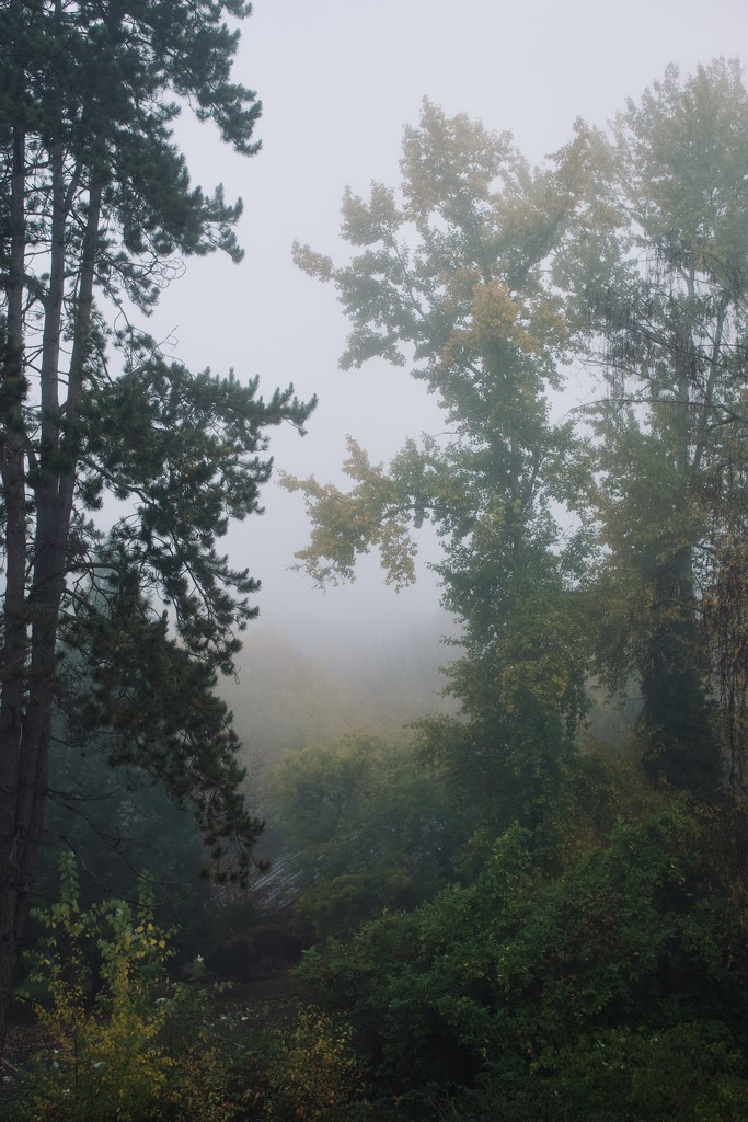 Misty morning of a forest  by cristinaledesma33