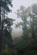 23rd Oct 2019 - Misty morning of a forest 