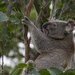 long reach by koalagardens