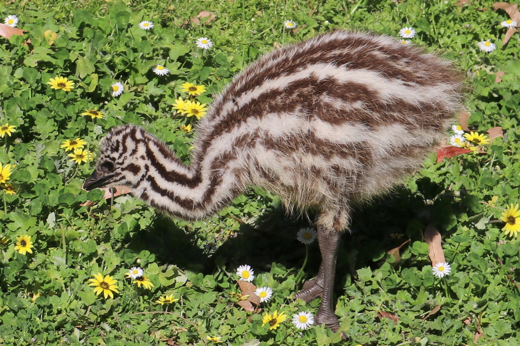 Emu chick by gilbertwood
