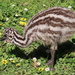 Emu chick by gilbertwood