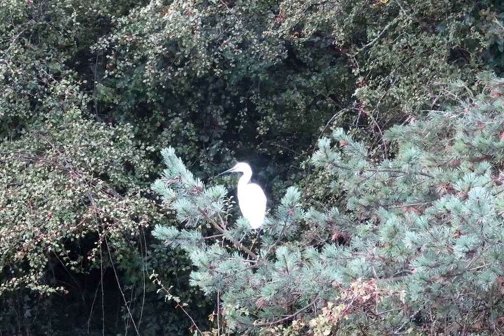 Perching Egret by davemockford
