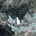 Perching Egret by davemockford
