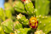 30th Aug 2019 - Cactus Flower