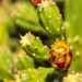 Cactus Flower by swchappell