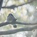 butcherbird by ulla