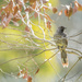 little wattlebird  by ulla