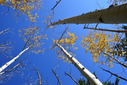 25th Oct 2019 - Aspens And Blue Skies