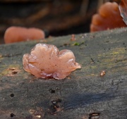23rd Oct 2019 - Forest Fungi
