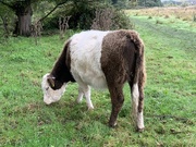 25th Oct 2019 - Belted Galloway