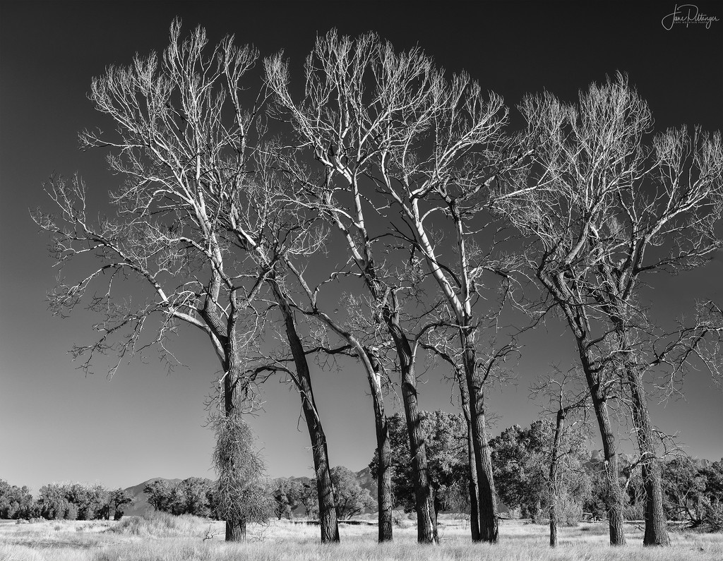 Dance Of the Dead Trees by jgpittenger