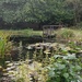 Pond dipping (without children!) by roachling