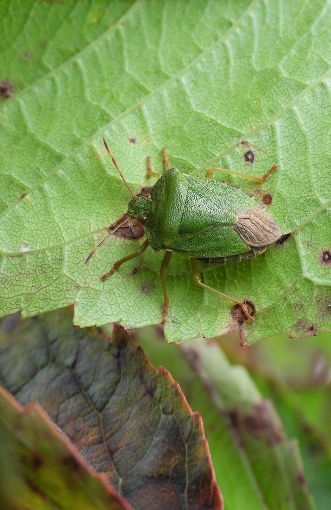 A common green shieldbug by roachling