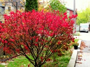 25th Oct 2019 - Our burning bush along the walkway