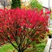 Our burning bush along the walkway by bruni