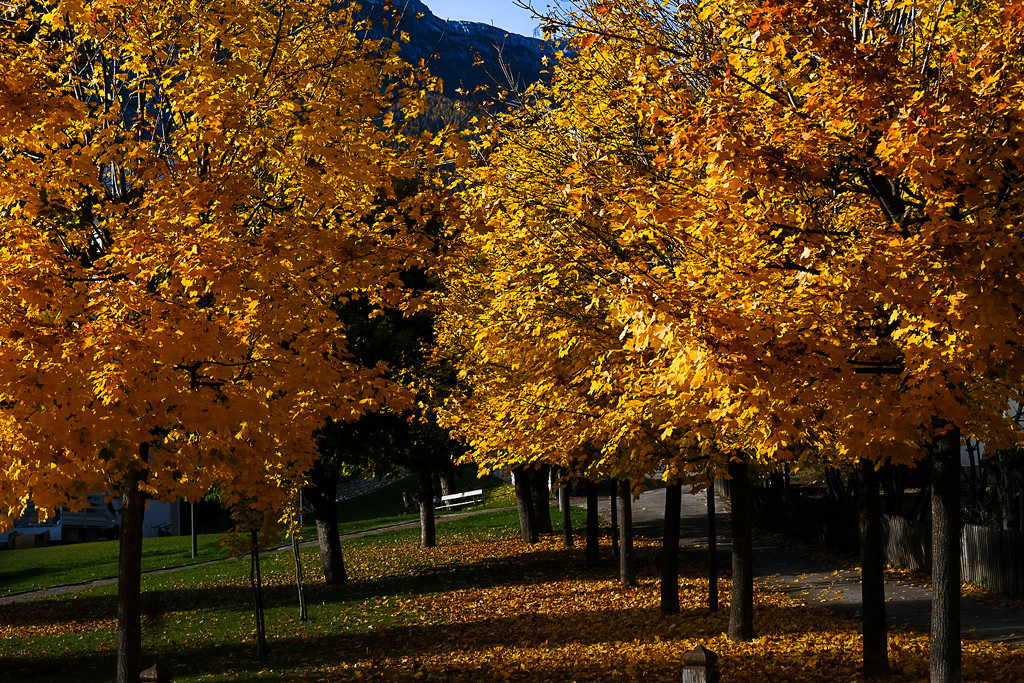 yellow trees and a bench by caterina