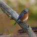 eastern bluebird autumn by rminer