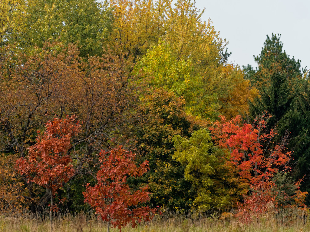 autumn landscape by rminer