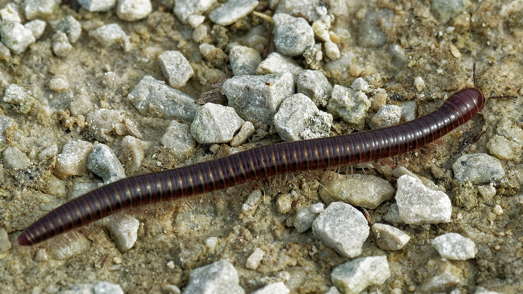 millipede by rminer