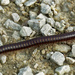 millipede by rminer