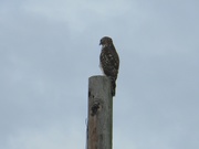 25th Oct 2019 - Hawk Sitting on Pole