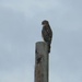Hawk Sitting on Pole by sfeldphotos