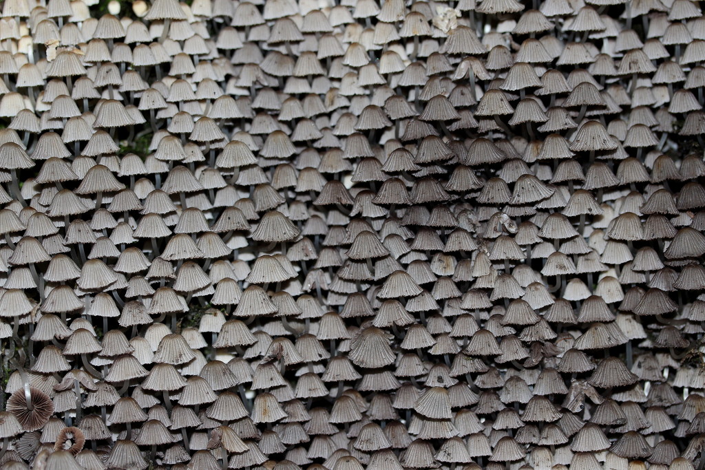 A wall of mushrooms. by pyrrhula