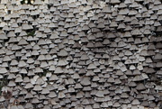 25th Oct 2019 - A wall of mushrooms.