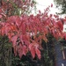 The extent of our fall color by gratitudeyear
