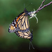 Double Monarch by photographycrazy