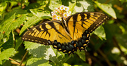 25th Oct 2019 - Eastern Tiger Swallowtail!