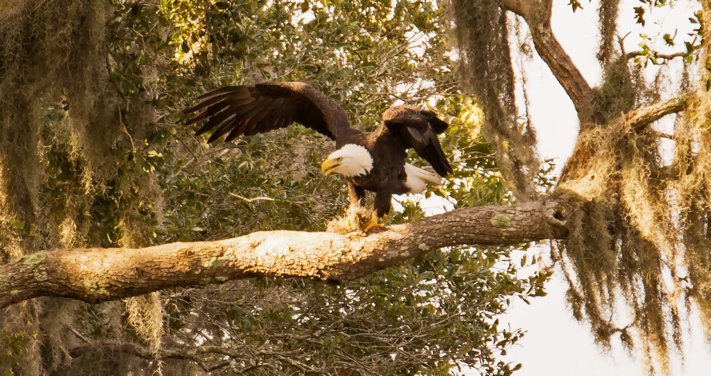 Bald Eagle About to Lift Off! by rickster549