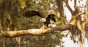 25th Oct 2019 - Bald Eagle About to Lift Off!