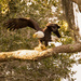 Bald Eagle About to Lift Off! by rickster549